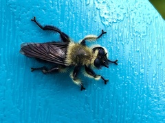 Laphria affinis