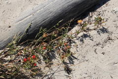 Lampranthus fergusoniae