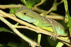 Physignathus cocincinus