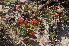 Lampranthus fergusoniae