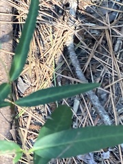 Thyrsanthella