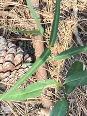 Thyrsanthella