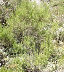 Cliffortia tuberculata