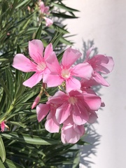 Nerium oleander