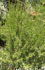 Cliffortia tuberculata