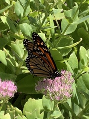 Danaus plexippus