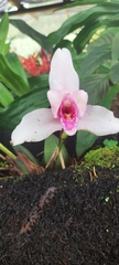 Lycaste virginalis