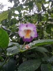 Monopyle ecuadorensis