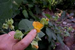 Abutilon