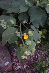 Abutilon