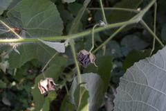Abutilon