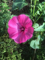 Malva trimestris