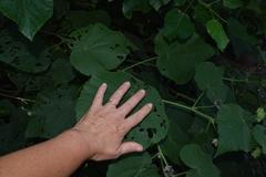 Abutilon
