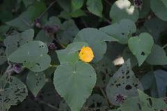 Abutilon