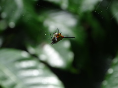 Gasteracantha dalyi