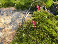Utricularia menziesii