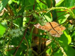 Junonia natalica natalica