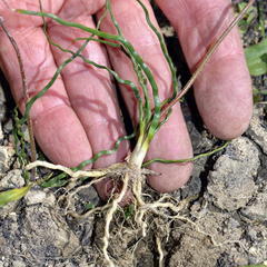 Trachyandra flexifolia