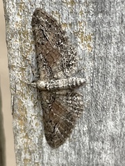 Eupithecia