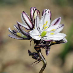 Trachyandra flexifolia