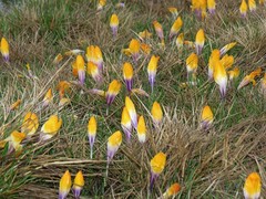 Crocus scardicus