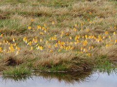 Crocus scardicus