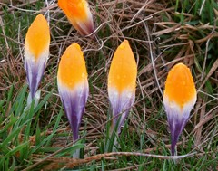 Crocus scardicus