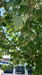 Acer rubrum