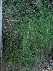 Equisetum telmateia