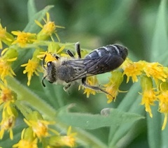 Andrena asteris