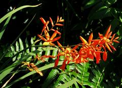 Crocosmia aurea aurea