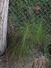 Equisetum telmateia