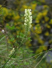 Linaria peloponnesiaca