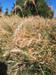 Poaceae