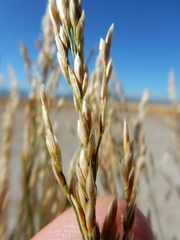 Poa stenantha