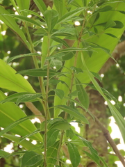 Pittosporum pentandrum