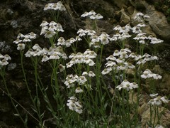 Achillea ageratifolia