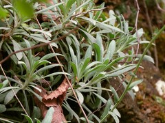 Achillea ageratifolia
