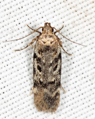 Chionodes pereyra