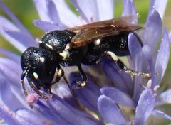 Hylaeus dilatatus