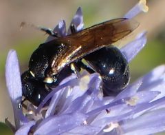 Hylaeus dilatatus