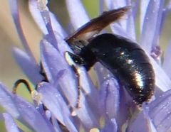 Hylaeus dilatatus