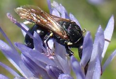 Hylaeus dilatatus