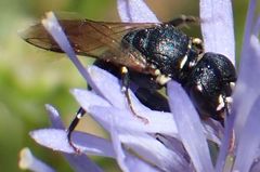 Hylaeus dilatatus