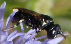 Hylaeus dilatatus