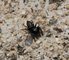 Heliophanus lineiventris