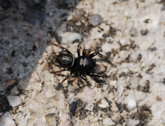 Heliophanus lineiventris