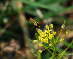 Sphaerophoria menthastri