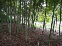 Phyllostachys edulis