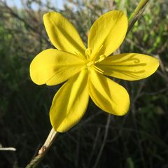 Moraea lewisiae